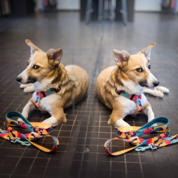 Hauever Οδηγός Σκύλου Miami City Large Hook 150cm