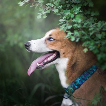 Hauever Περιλαίμιο Σκύλου Forest Large 40x62cm