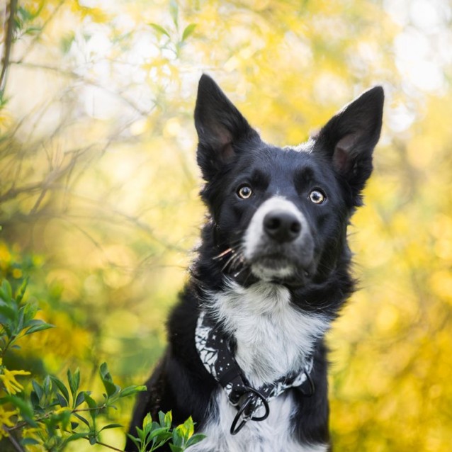 Hauever Οδηγός Σκύλου Black Mountains Small Hook 150cm