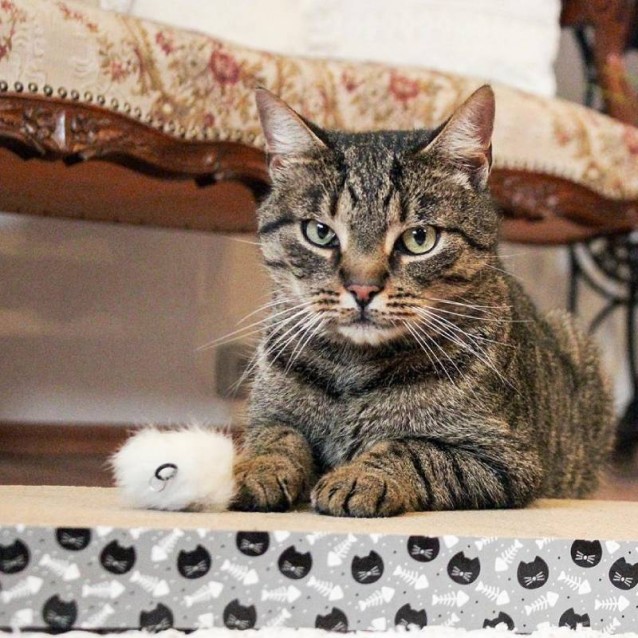 Akinu Ονυχοδρόμιο 28x38x4cm