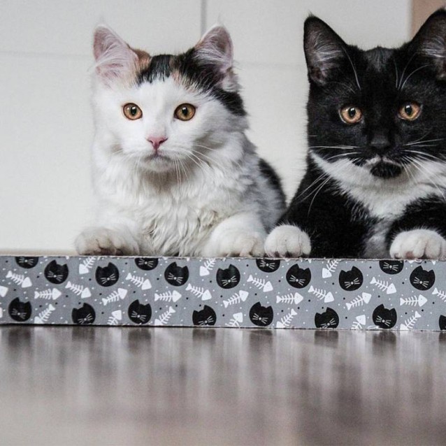 Akinu Ονυχοδρόμιο 28x38x4cm