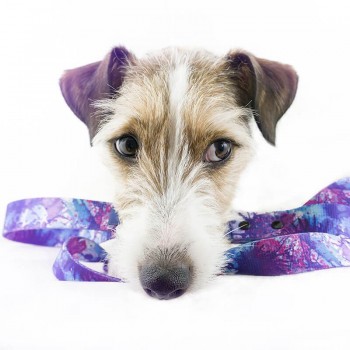 Hauever Οδηγός Σκύλου Pif Paf Small Hook 150cm