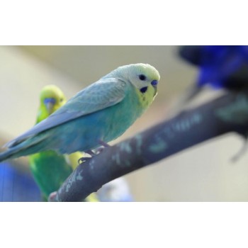 Rainbow Budgies