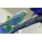 Rainbow Budgies