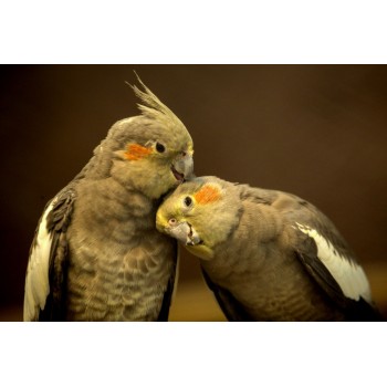 Cockatiel