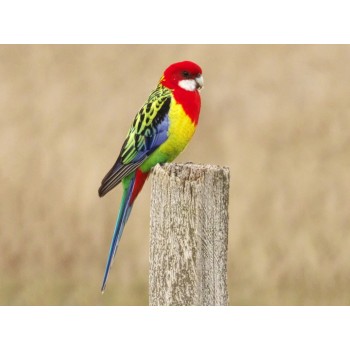 Eastern Rosella