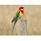 Eastern Rosella