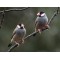 Πιγκουινακια(Java Sparrow) Ασημι