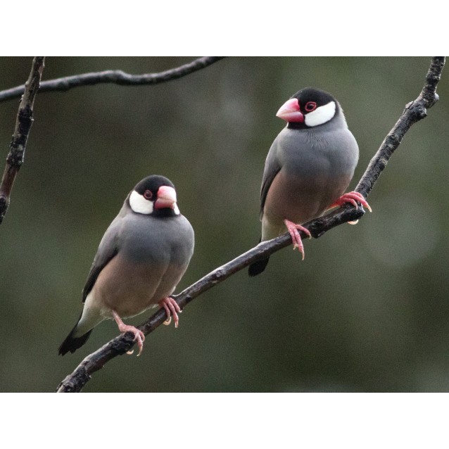 Πιγκουινακια(Java Sparrow) Ασημι