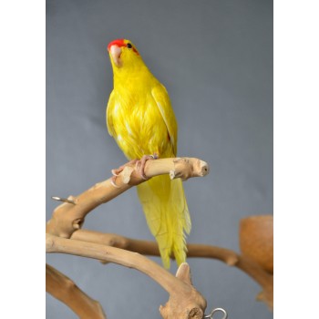 Kakarikis