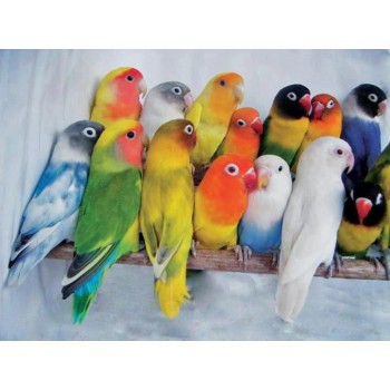 Love Birds