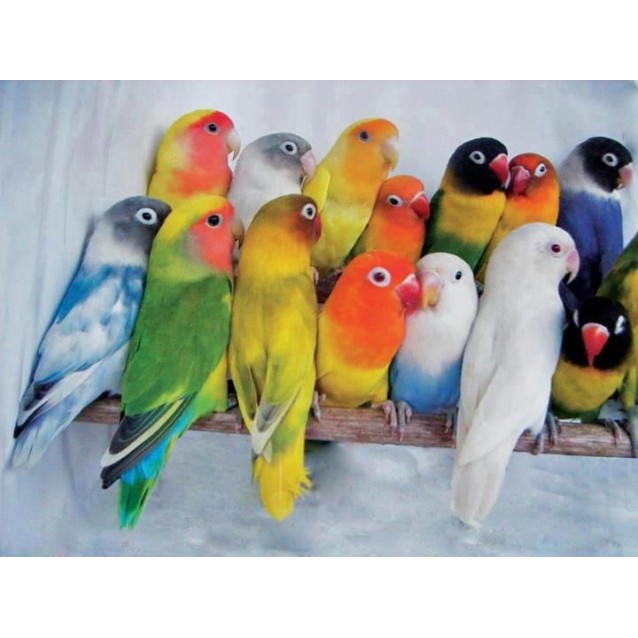 Love Birds