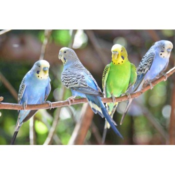 Budgie