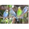 Budgie