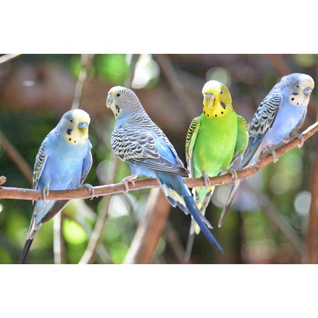 Budgie