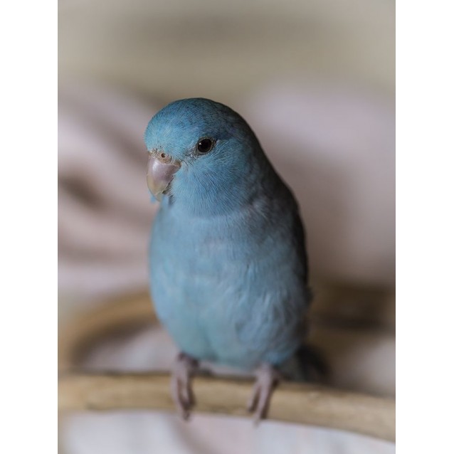 Parrotlet Μπλε