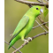 Parrotlet Πρασινα