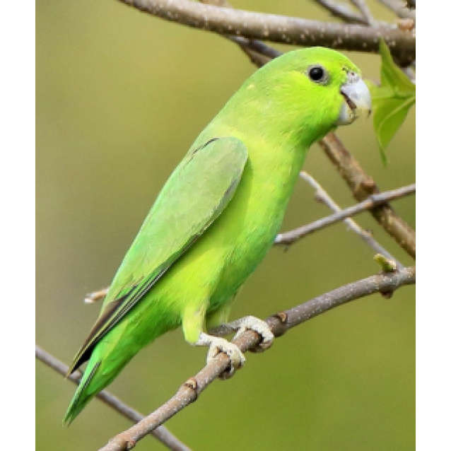 Parrotlet Πρασινα