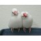 Πιγκουινακια(Java Sparrow) Λευκα