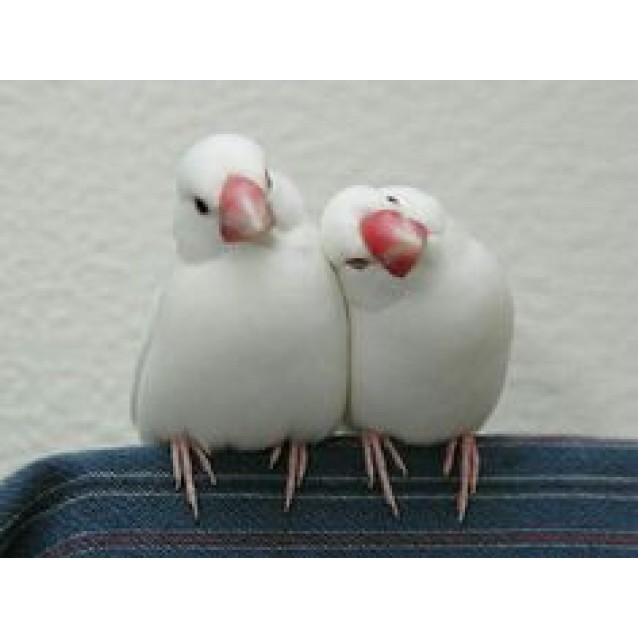 Πιγκουινακια(Java Sparrow) Λευκα