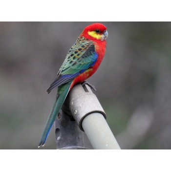 Western Rosella