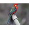 Western Rosella