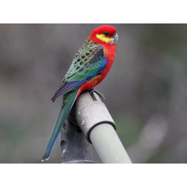Western Rosella