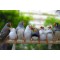 Zebra Finches xl(Μεγαλοσωμα)