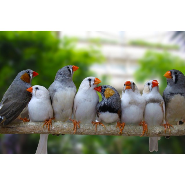 Zebra Finches xl(Μεγαλοσωμα)