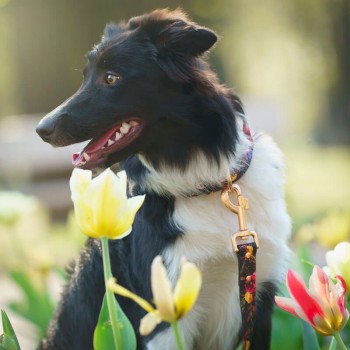 Hauever Οδηγός Σκύλου Retro Small Hook 150cm