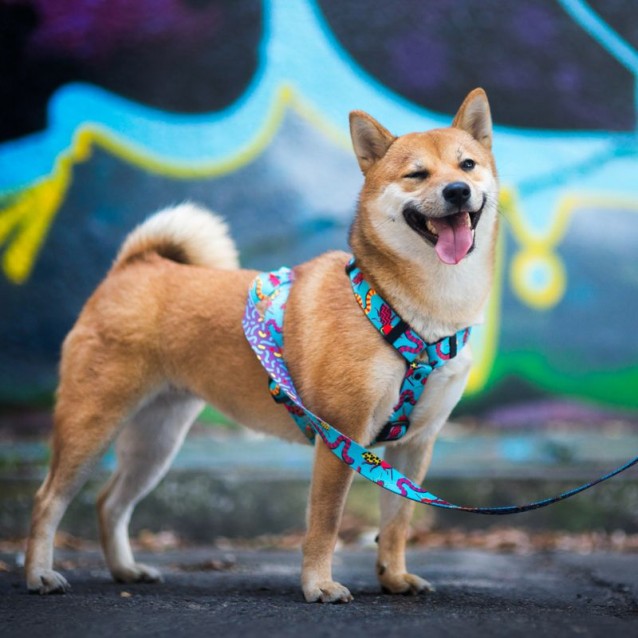 Hauever Οδηγός Σκύλου Crazy Snake Large Hook 150cm