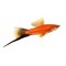Ξιφοι (Swordtail)
