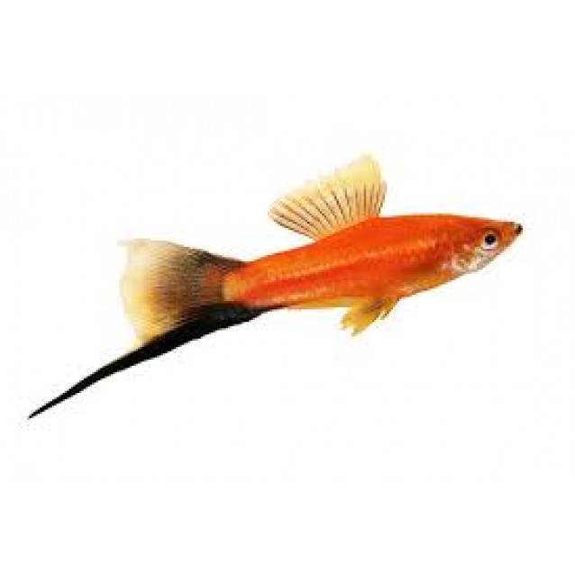 Ξιφοι (Swordtail)