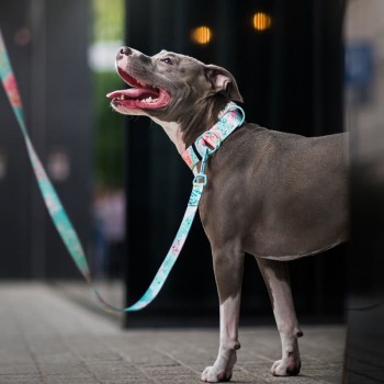 Hauever Οδηγός Σκύλου Special Occasion Large Hook 150cm