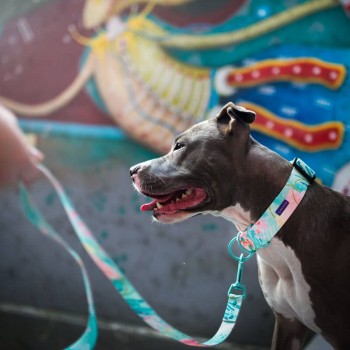 Hauever Περιλαίμιο Σκύλου Special Occasion Large 40x62cm