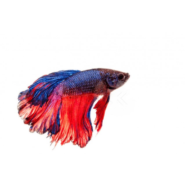 Betta (Μονομάχος)
