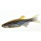 Ζεμπρακια(Zebrafish)