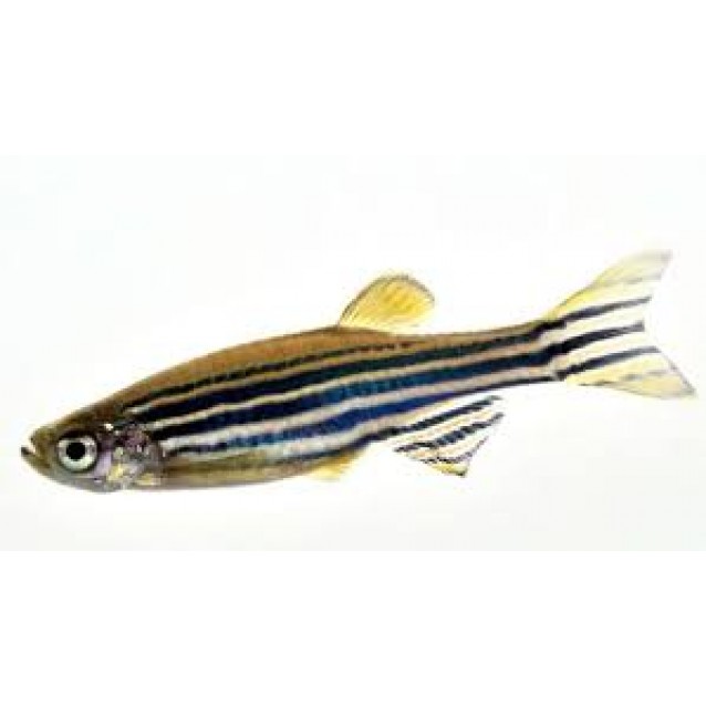 Ζεμπρακια(Zebrafish)